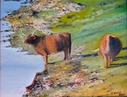 A_HighlandCattle
